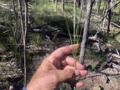 Austrostipa pubescens