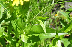 Arnica lanceolata