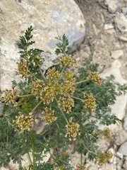 Lomatium multifidum