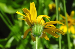 Arnica lanceolata