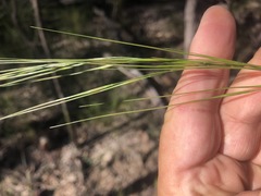 Austrostipa pubescens