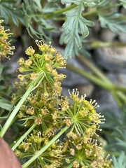 Lomatium multifidum