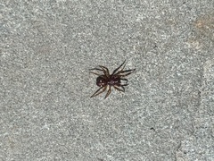 Asagena americana