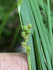 Carex biltmoreana