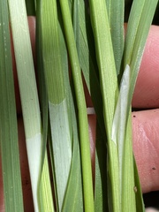 Carex biltmoreana