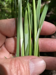 Carex biltmoreana