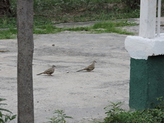 Columbina inca