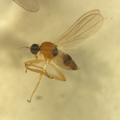 Tachydromiinae