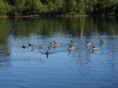 Branta canadensis