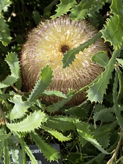 Banksia baueri