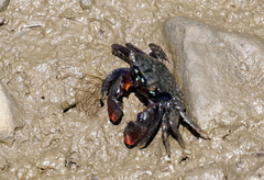 Parasesarma