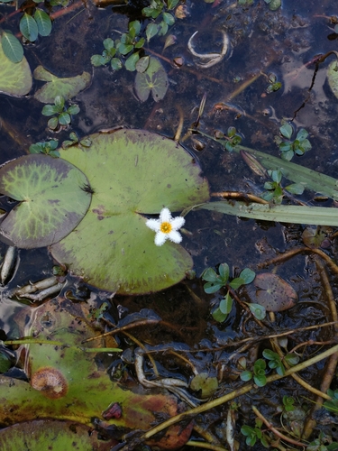 Nymphoides indica