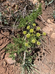 Lomatium multifidum