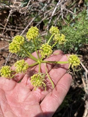 Lomatium multifidum