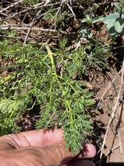 Lomatium multifidum