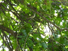 Baeolophus inornatus