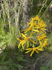 Senecio lugens