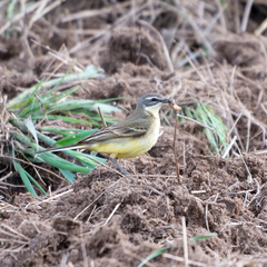 Motacilla flava iberiae