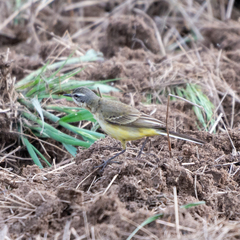 Motacilla flava iberiae