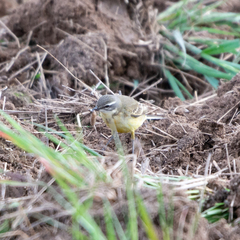 Motacilla flava iberiae