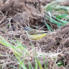 Motacilla flava iberiae
