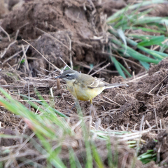 Motacilla flava iberiae