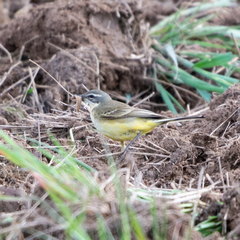 Motacilla flava iberiae