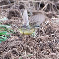 Motacilla flava iberiae