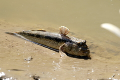 Giant Mudskipper photo 2