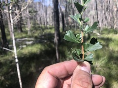 Dodonaea triangularis