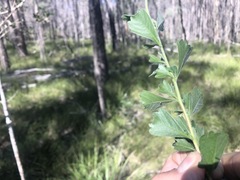 Dodonaea triangularis