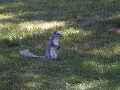Sciurus griseus