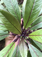 Clermontia parviflora