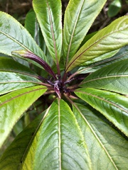 Clermontia parviflora