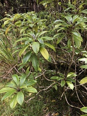 Clermontia parviflora