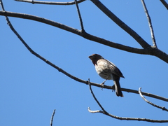 Haemorhous mexicanus