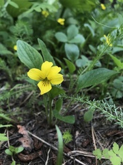 Viola praemorsa