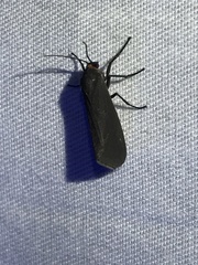 Virbia laeta