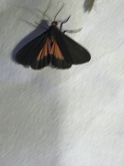 Virbia laeta