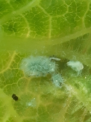 Prociphilus xylostei