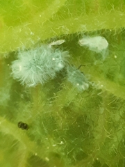 Prociphilus xylostei