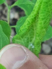 Prociphilus xylostei