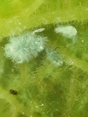 Prociphilus xylostei