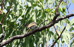 Bolemoreus frenatus