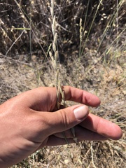 Elymus lanceolatus lanceolatus