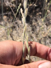 Elymus lanceolatus lanceolatus