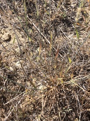 Elymus lanceolatus lanceolatus