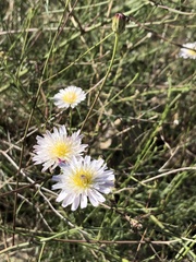 Malacothrix saxatilis tenuifolia