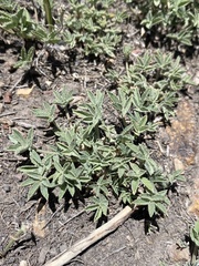 Trifolium gymnocarpon