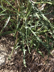 Malacothrix saxatilis tenuifolia